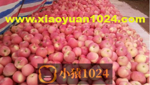 基本数据类型概述