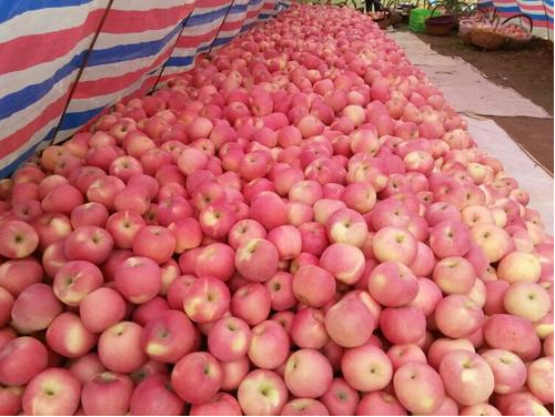 基本数据类型概述