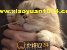 python带你采集各种表情包，做群里最靓的崽~